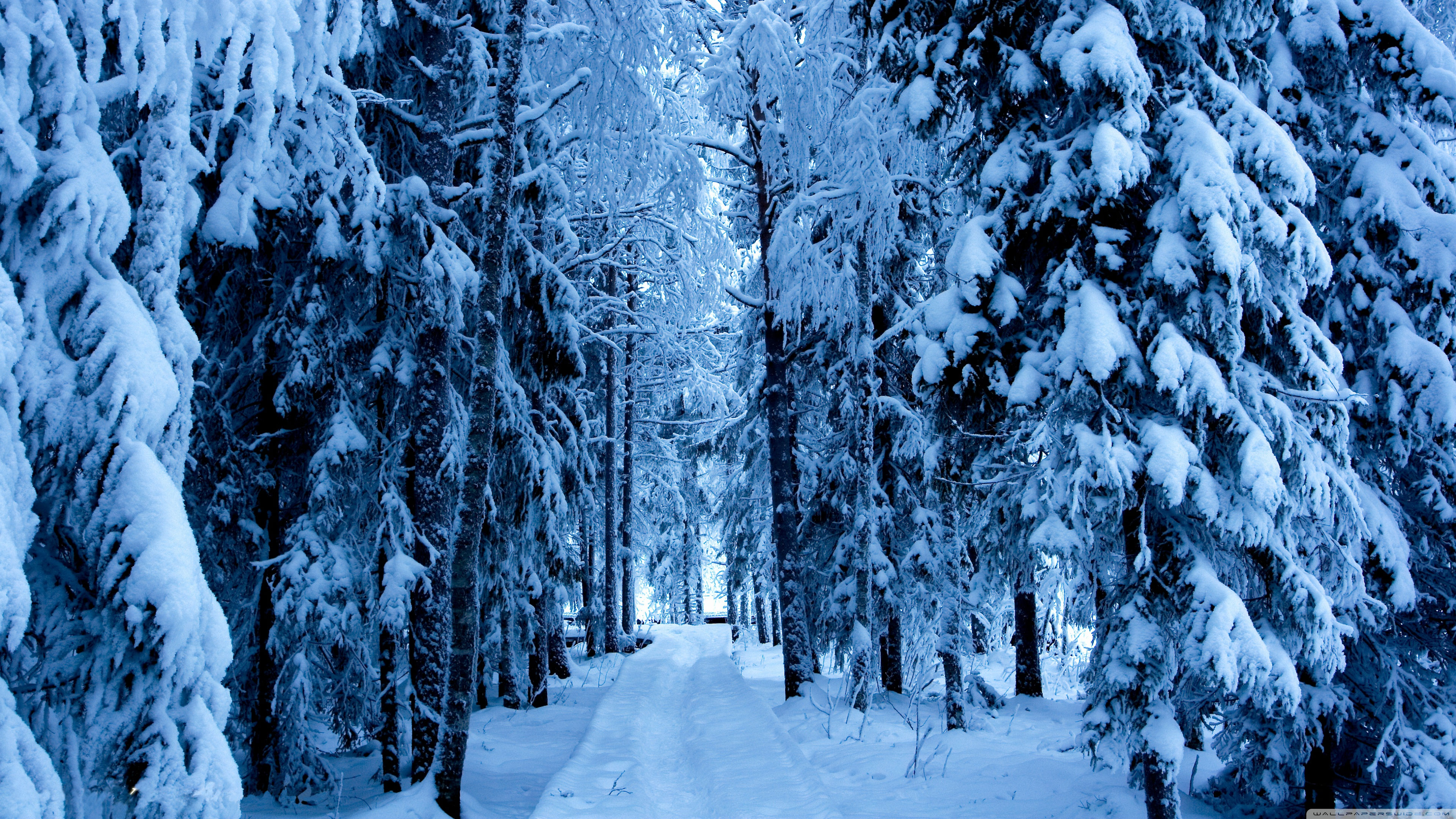 Snow Forest Background - HD Wallpaper 