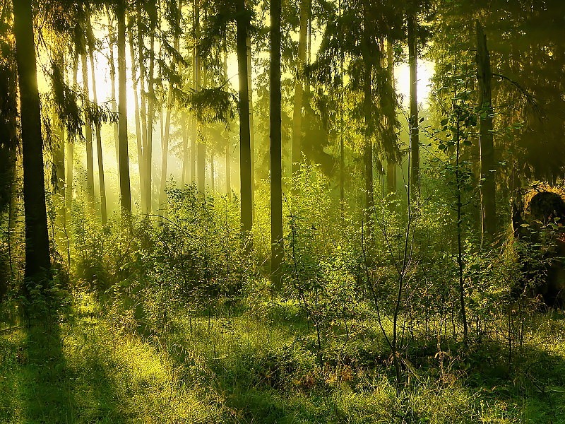Forest Morning - HD Wallpaper 