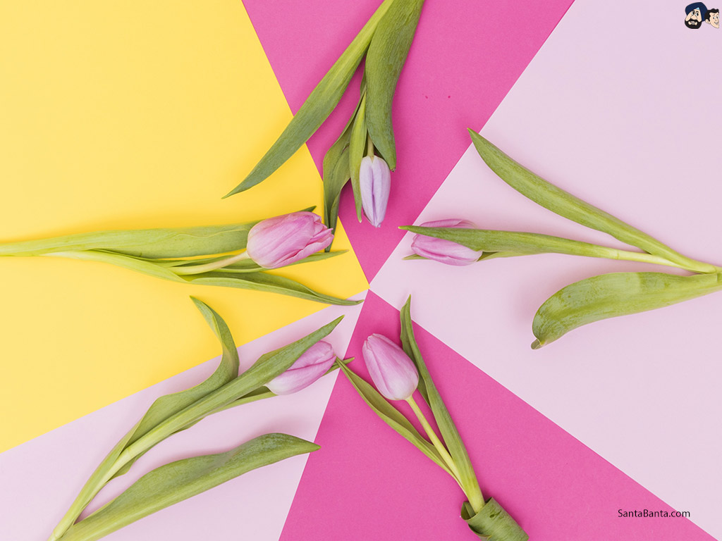 Crinum - HD Wallpaper 