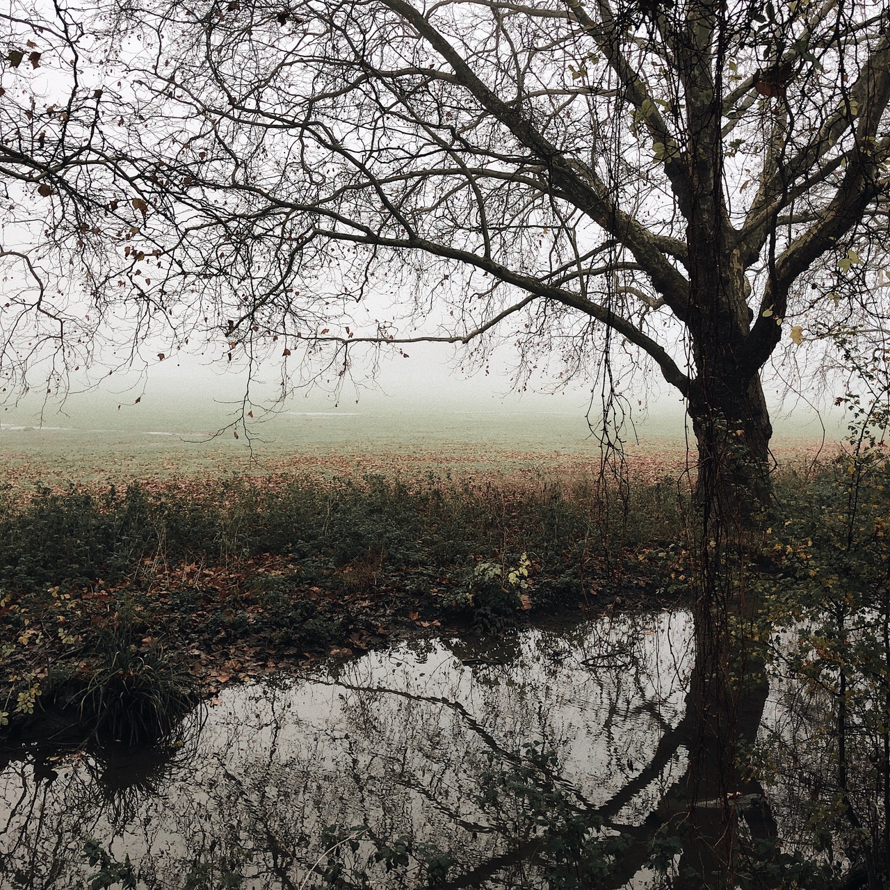 Wallpaper Tree, Autumn, Fog, River, Foliage, Fallen, - Melancholy Background - HD Wallpaper 