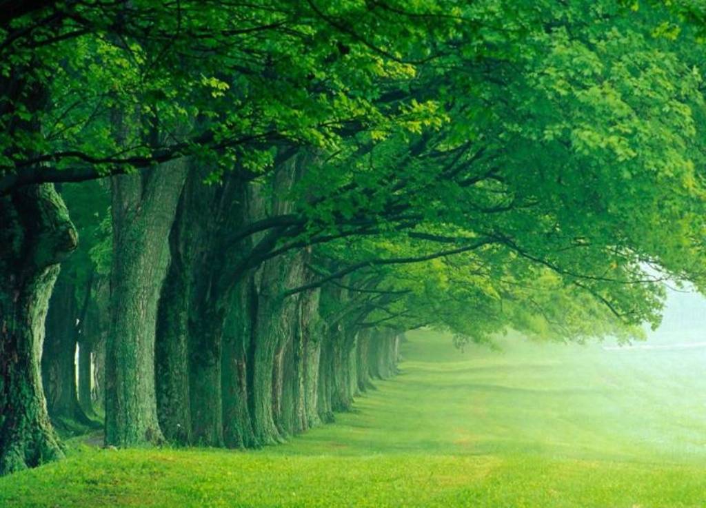 Green Trees - HD Wallpaper 