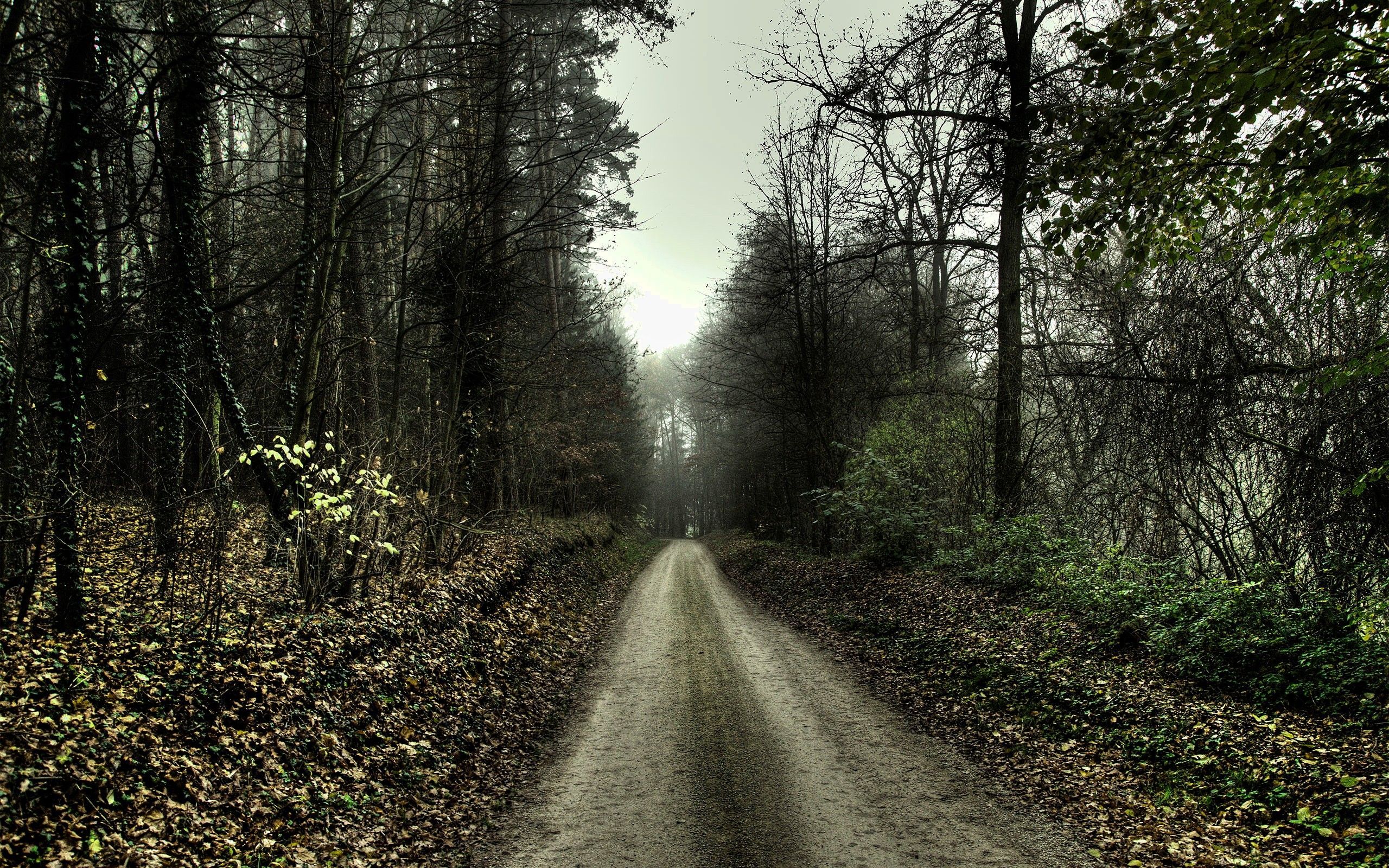 Road, Autumn, Melancholy - Use Recent Pictures For Each Social Issue - HD Wallpaper 
