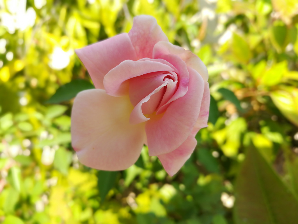 Honor 6x Review - Garden Roses - HD Wallpaper 