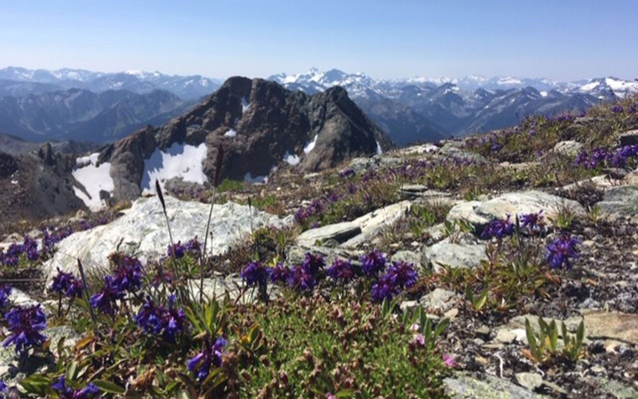 Gentiana - HD Wallpaper 