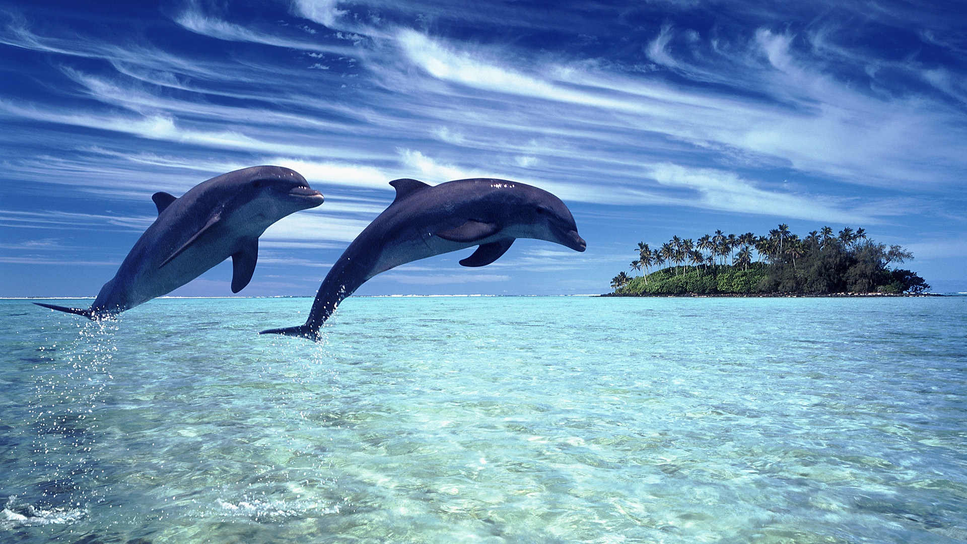 Wallpaper Cheerful Dolphins In The Sea - Delfines En La Playa - HD Wallpaper 