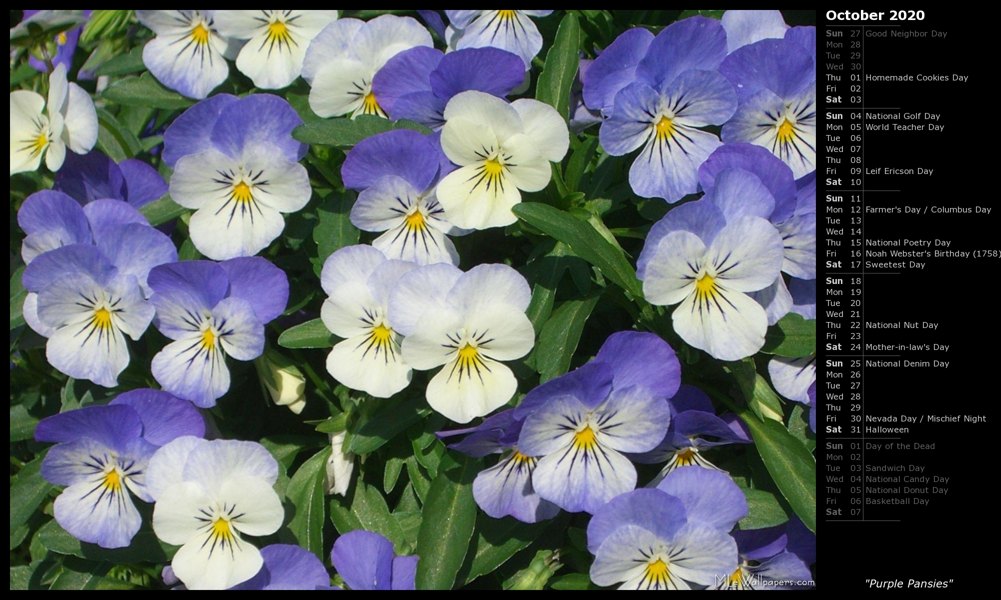 Purple Pansies - Pansy - HD Wallpaper 