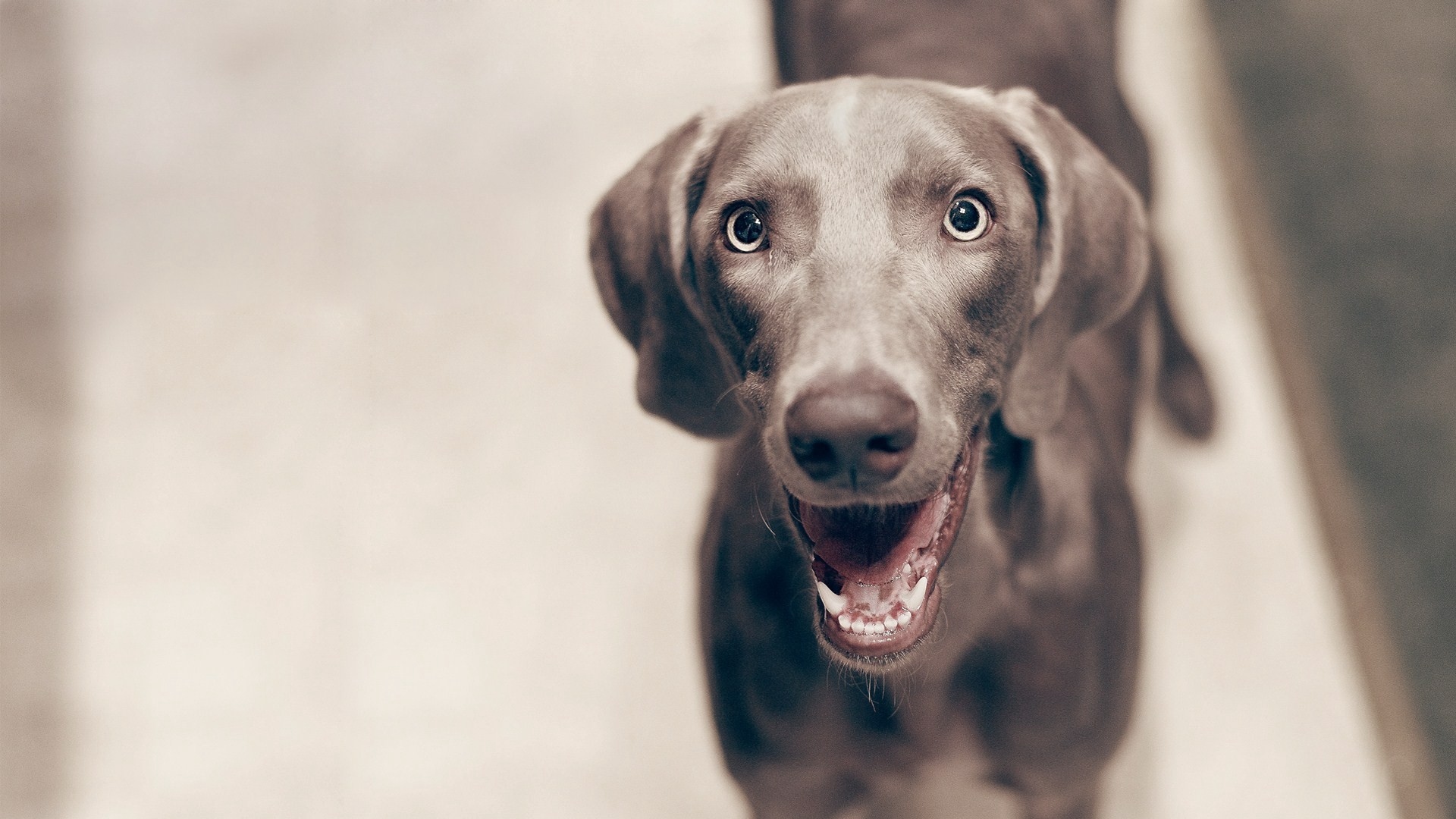 Wallpaper Dogs, Face, Eyes, Waiting, Cheerful - Smiley Dog Wallpaper Hd - HD Wallpaper 