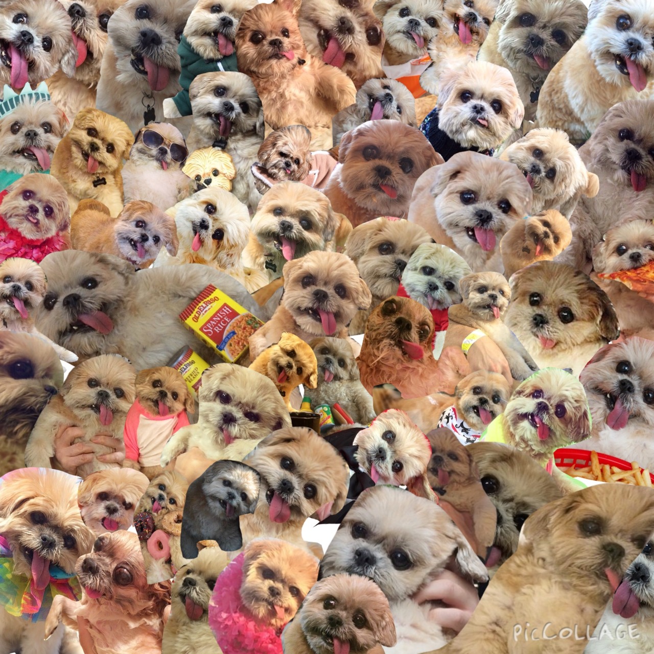 Thank U Kiera For This Masterpiece - Meme Dog Wallpaper Collage - HD Wallpaper 