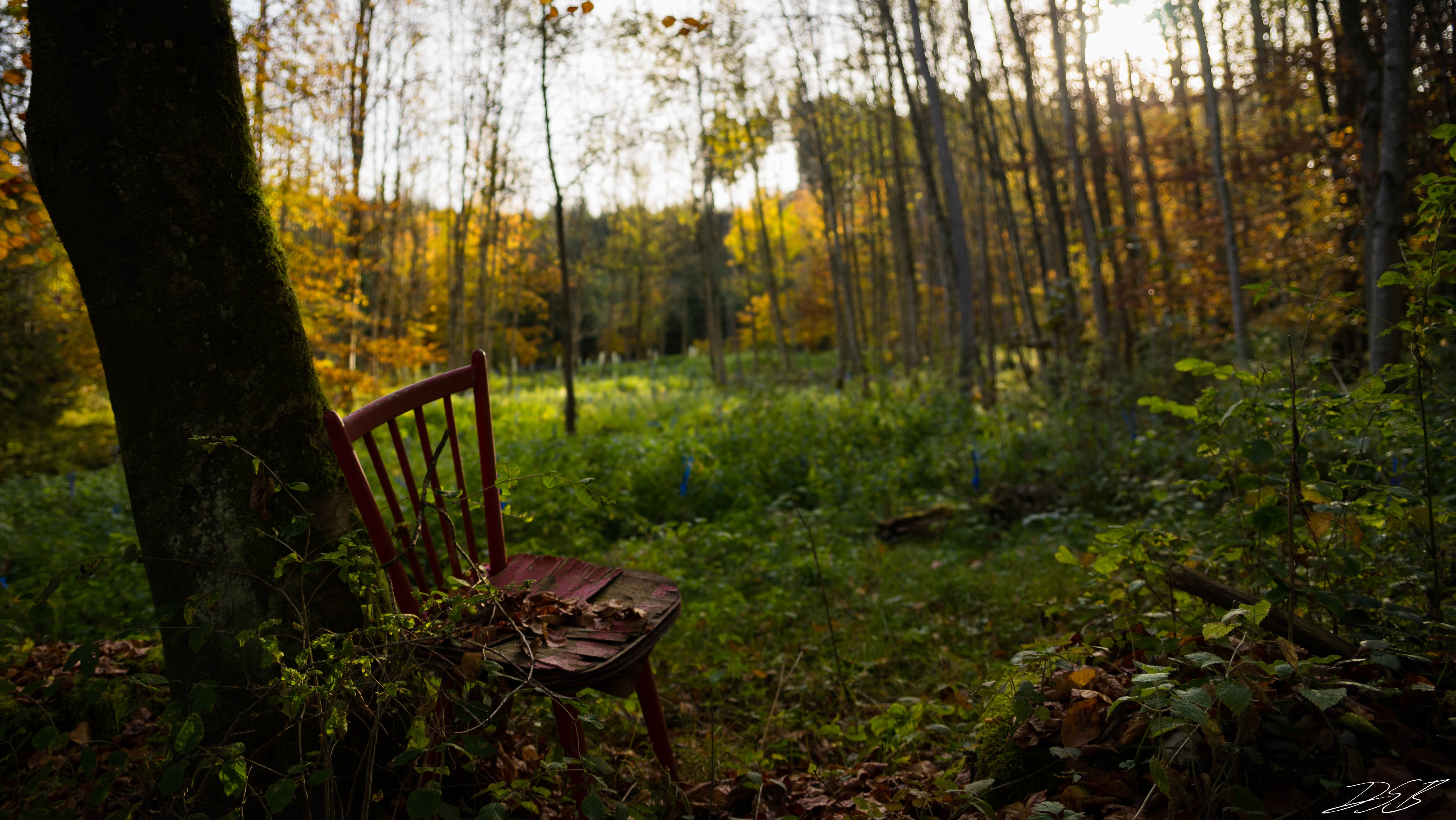 Grove - HD Wallpaper 