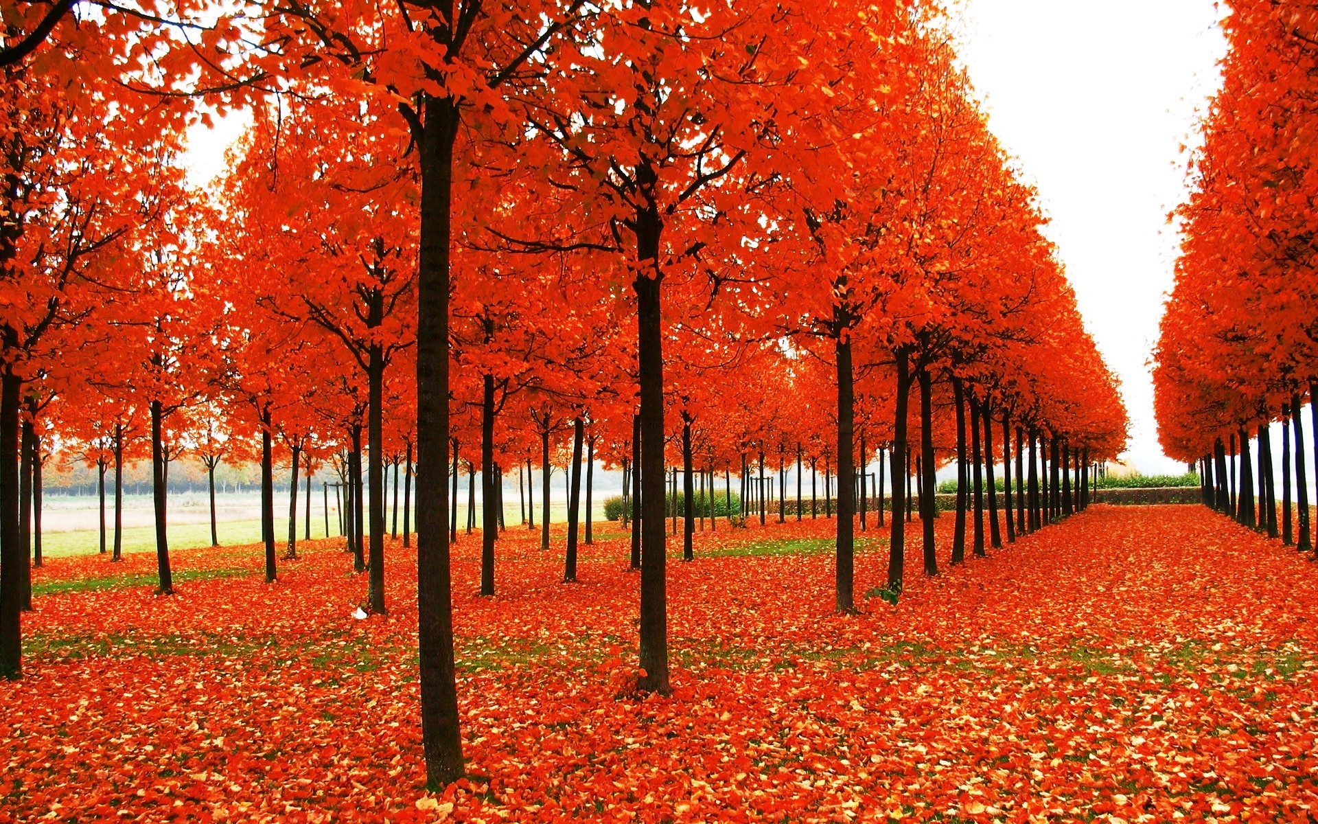 0 Fall Foliage Wallpaper For Deskt Fall Wallpaper Background - November Red Wallpaper Hd - HD Wallpaper 