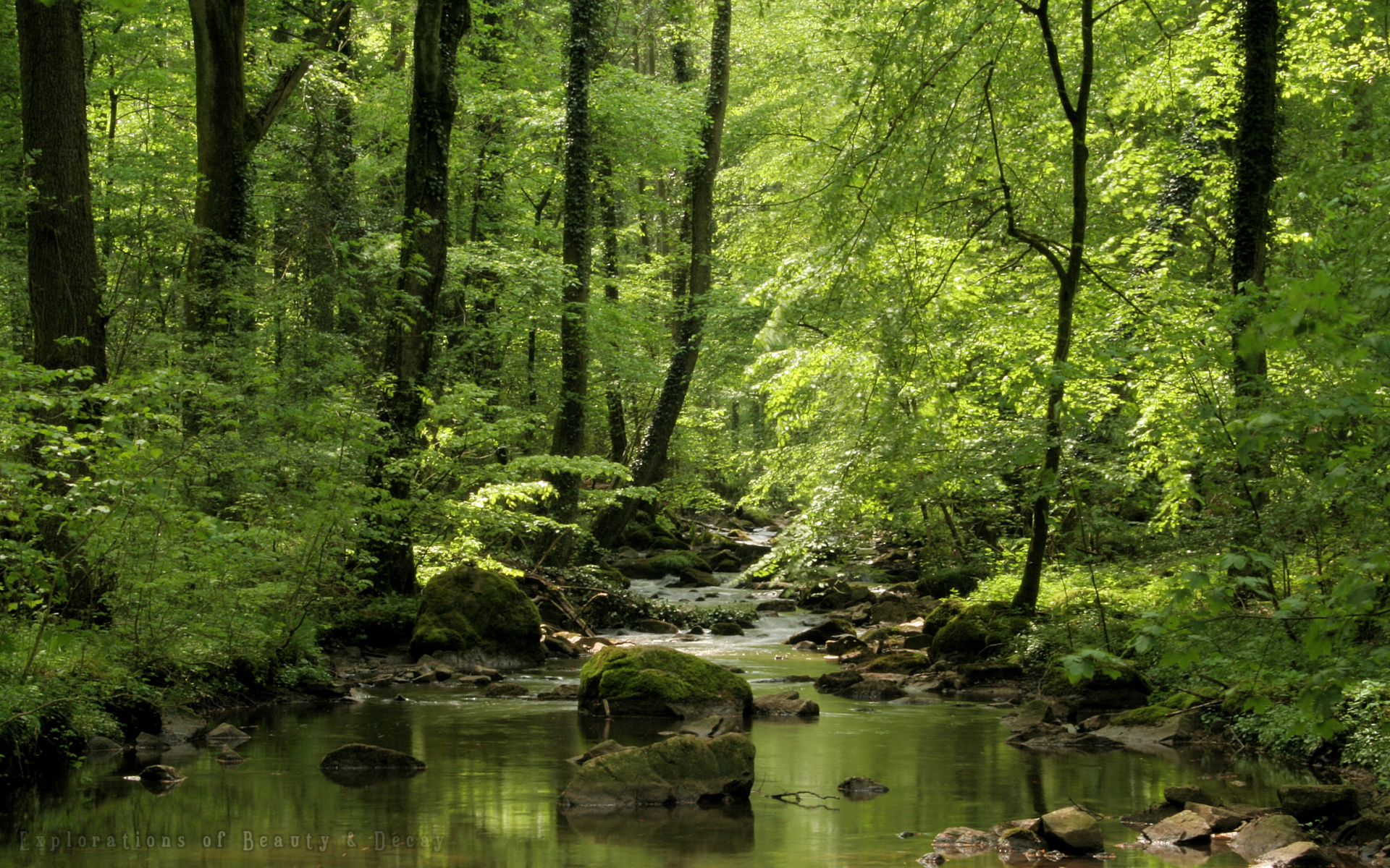 Streams In The Woods - HD Wallpaper 