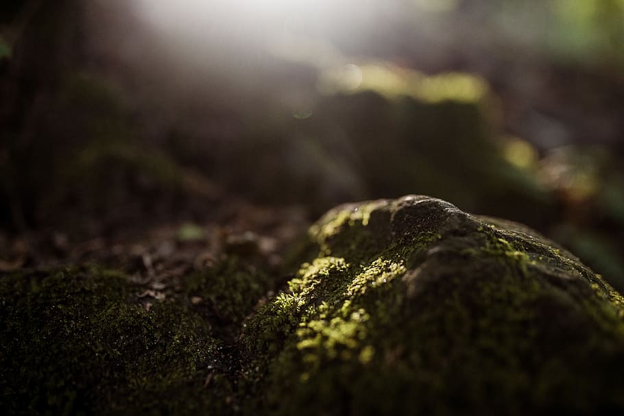 Moss, Plant, Grass, Flare, Sun Flare, Moos, Wald, Forest, - Moss - HD Wallpaper 