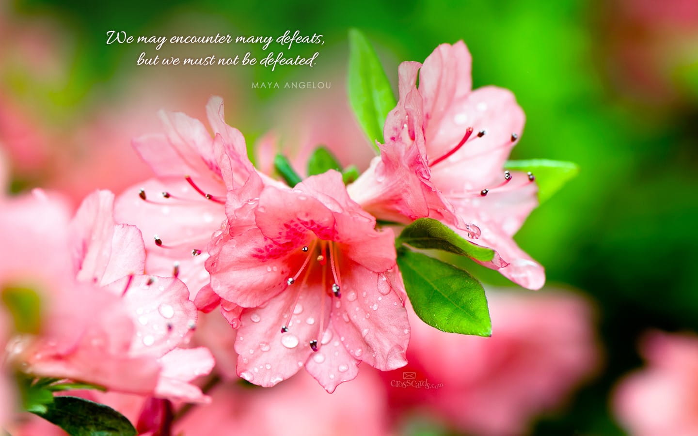 Maya Angelou Quotes About Flowers - HD Wallpaper 