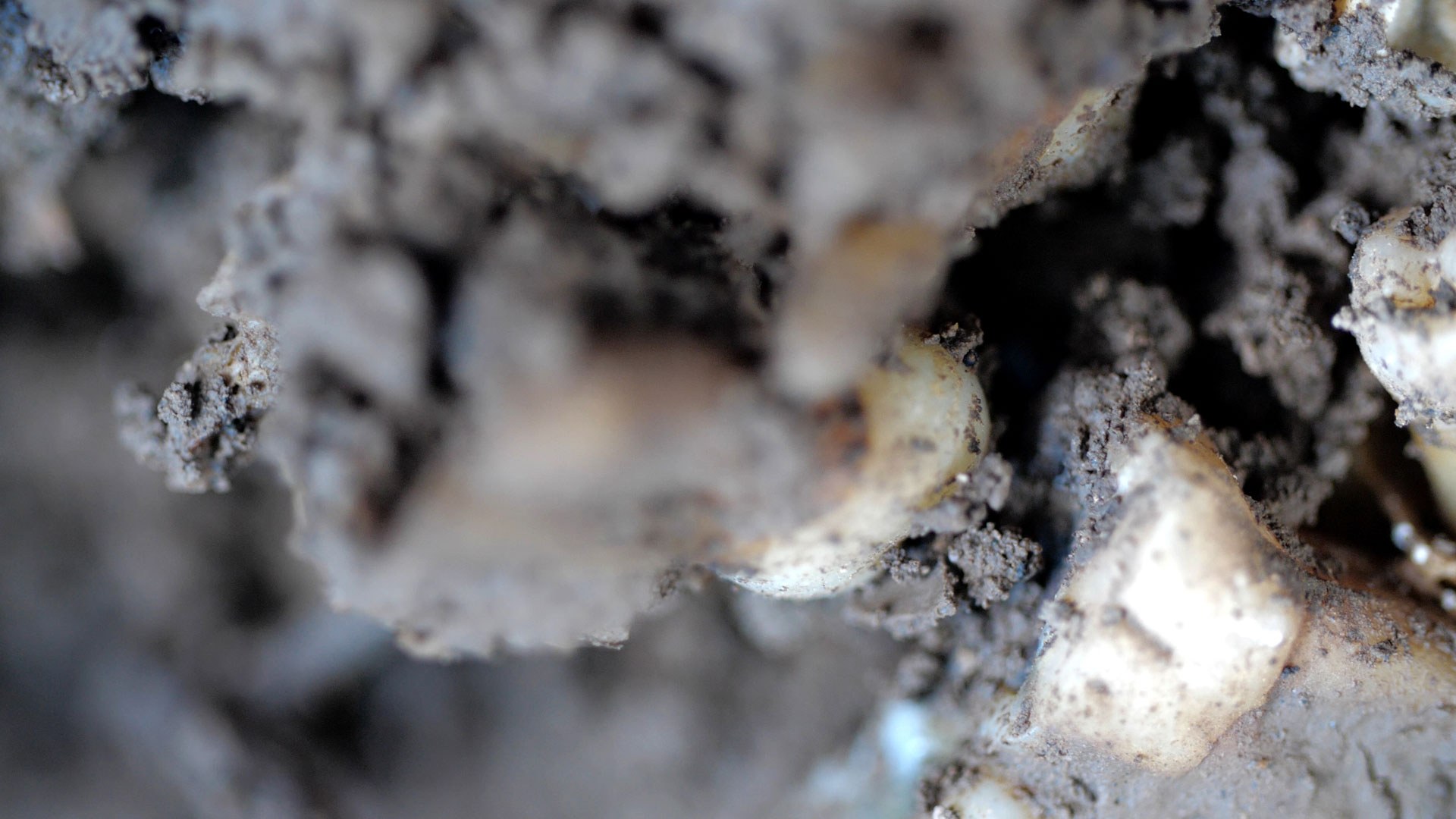 Liminal Maya Watanabe - HD Wallpaper 