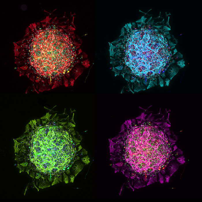 Fractal Art - HD Wallpaper 