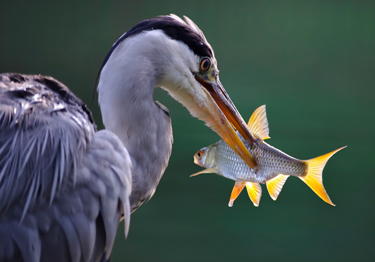 Fish And Bird - HD Wallpaper 