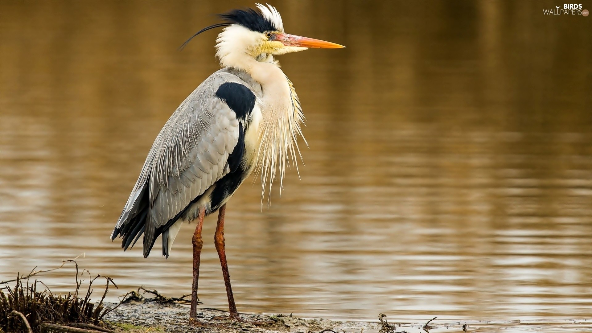 Gray, Heron, Bird 
 Data Src Full Size Heron Wallpaper - Ciconiiformes - HD Wallpaper 