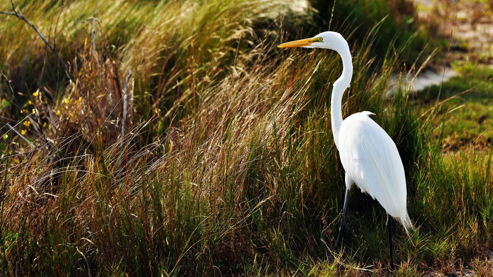 Awesome Heron Free Wallpaper Id - HD Wallpaper 