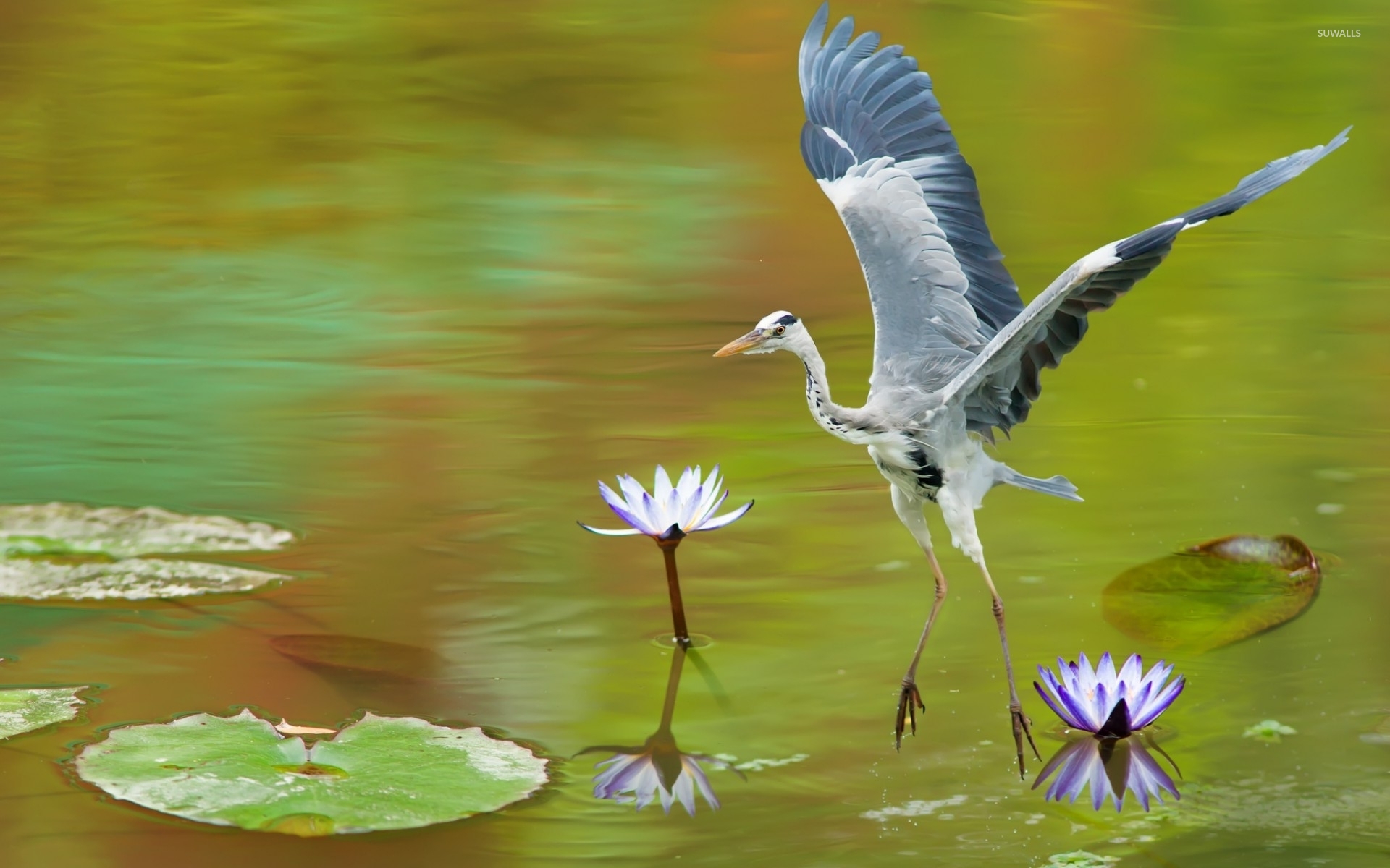 White Stork - HD Wallpaper 