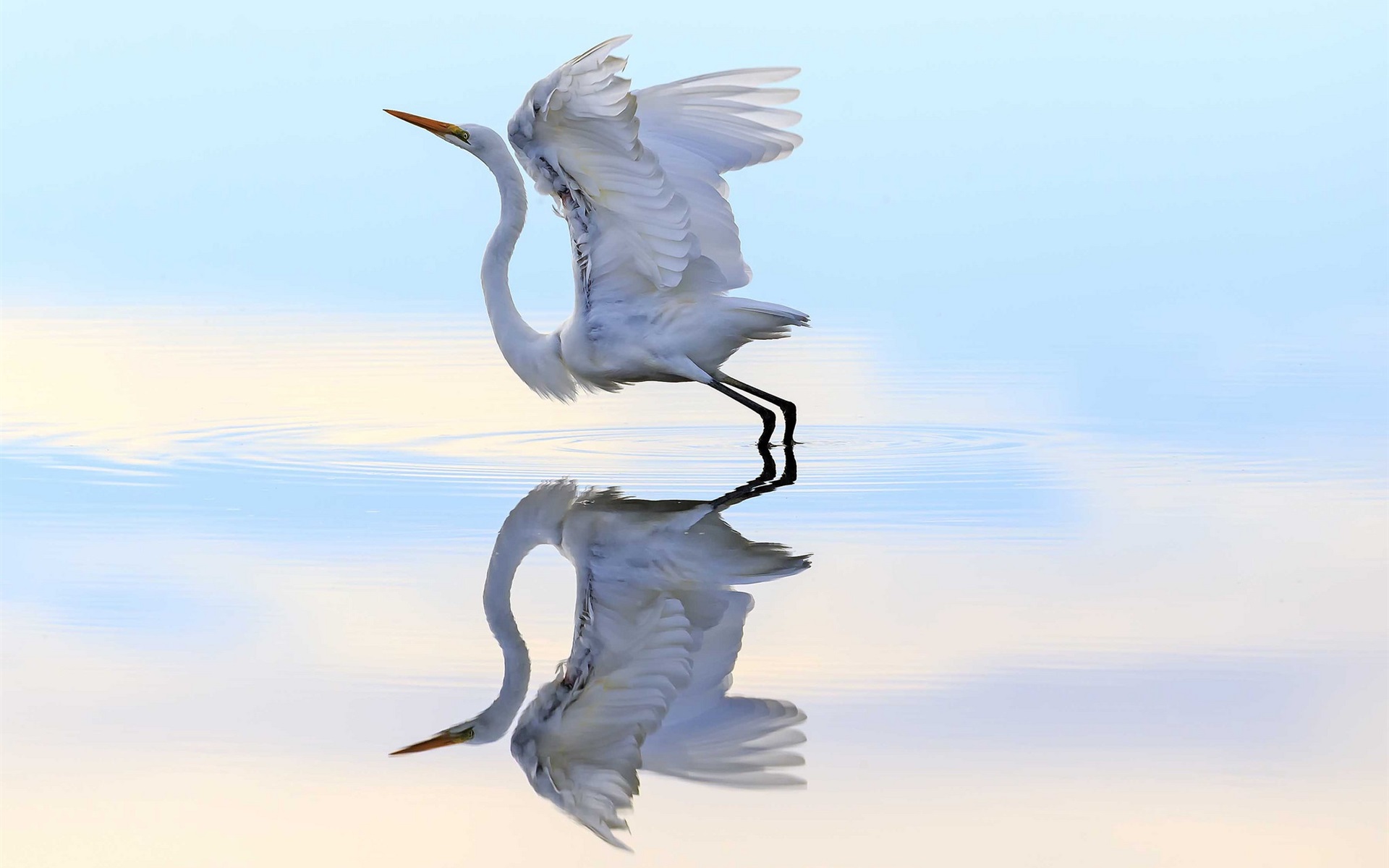 Wallpaper Heron Ready To Flying, Wings, Water, Reflection - Héron Fond D Écran - HD Wallpaper 