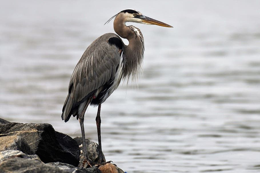 Ardea Herodias, Great Blue Heron, Canada Heron, Florida, - Egret Bird - HD Wallpaper 