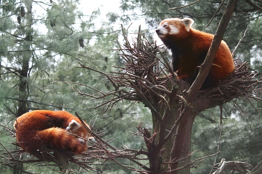 Red Panda, Central Park Zoo, Cute, Animal, Mammal, - Central Park Zoo - HD Wallpaper 