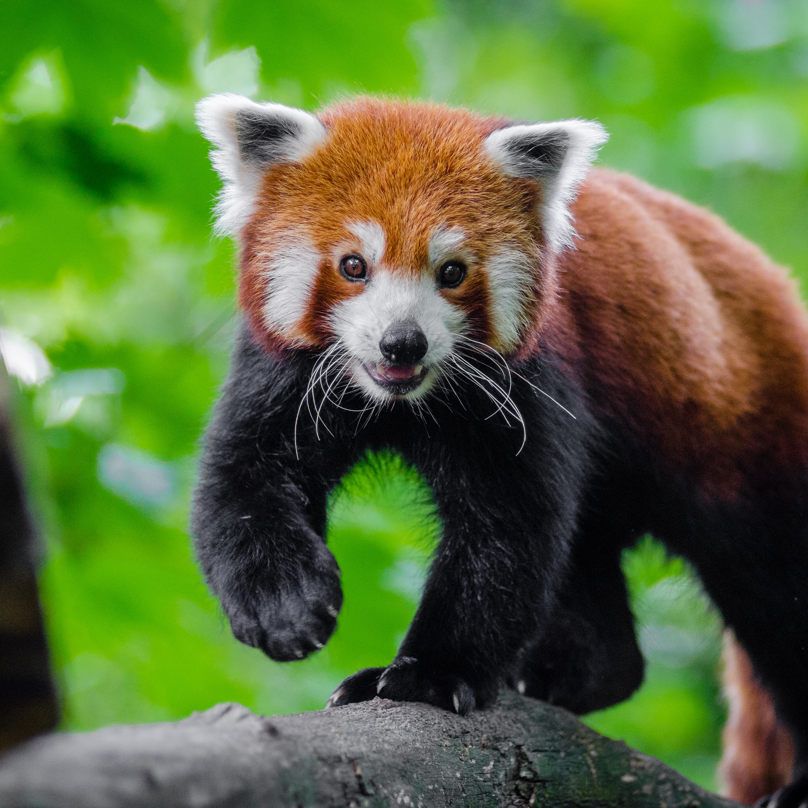 Wallpaper Small Panda Red Panda Cute Red Panda 2780x2780 Wallpaper Teahub Io