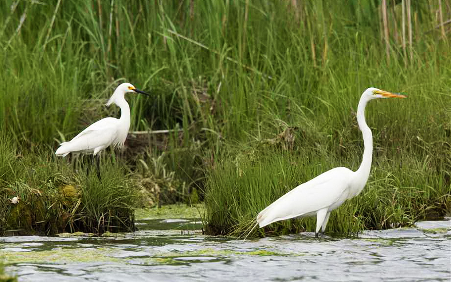 Heron Perched On The Lake Birds Wallpaper Animals Wallpaper - Great Egret - HD Wallpaper 