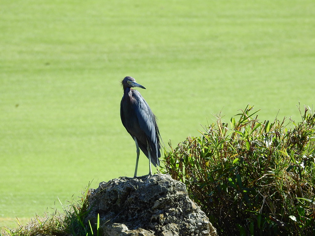 Ciconiiformes - HD Wallpaper 
