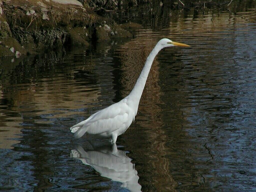 Heron - Great Egret - HD Wallpaper 