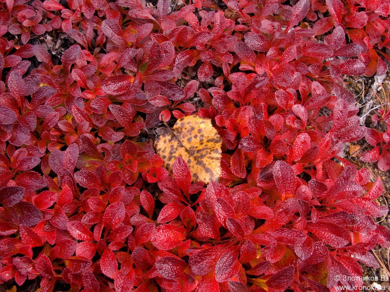 Maple Leaf - HD Wallpaper 