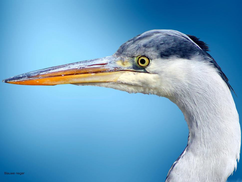 Ardea Cinerea, Grey Heron Wallpaper,grey Heron Hd Wallpaper,birds - Grey Heron - HD Wallpaper 