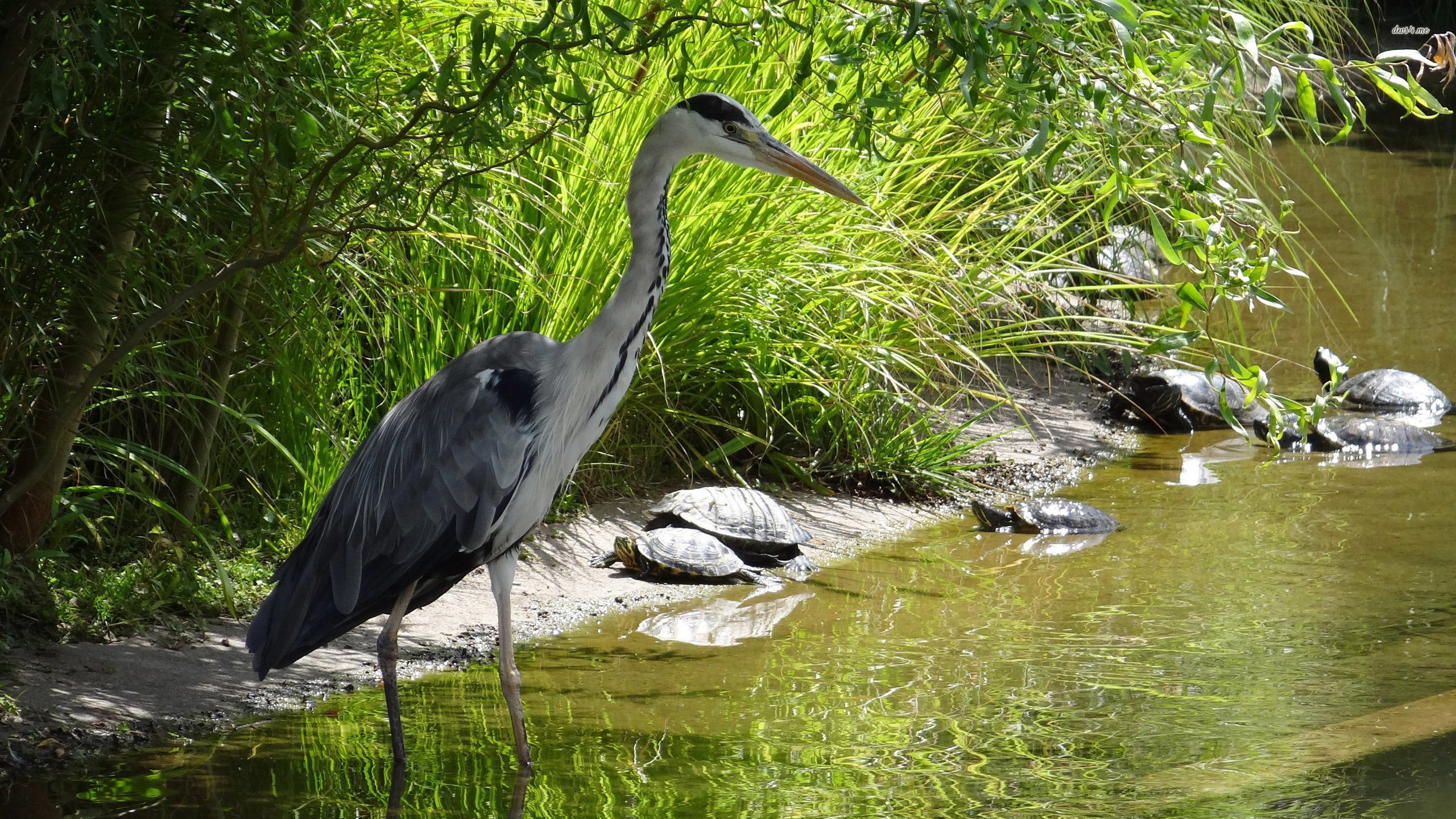 Wallpaper - HD Wallpaper 