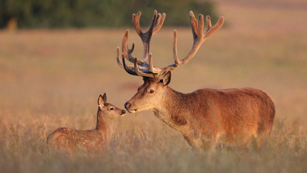 Deer Images Hd - HD Wallpaper 