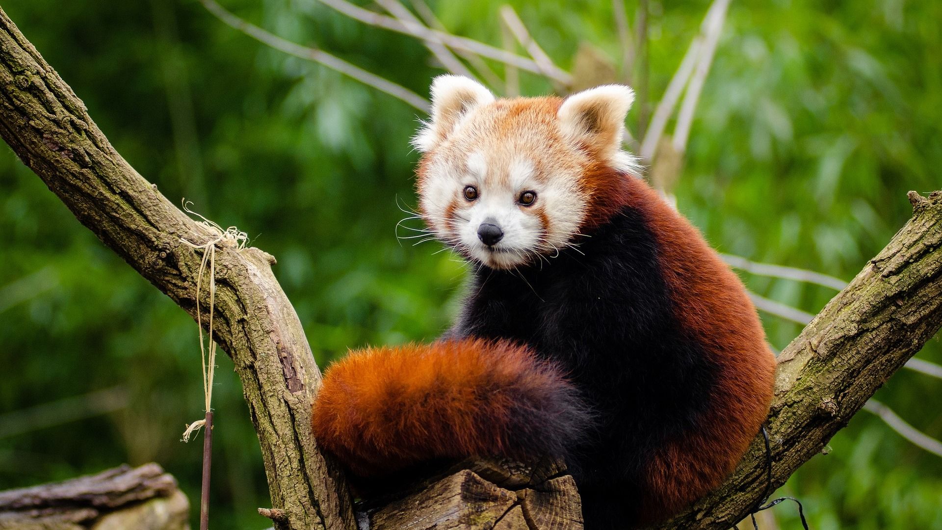 Red Cute Panda Sitting On A Tree - Cute Small Red Panda - HD Wallpaper 