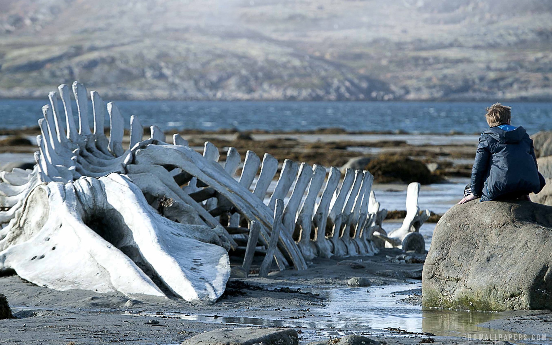 Leviathan Movie - HD Wallpaper 