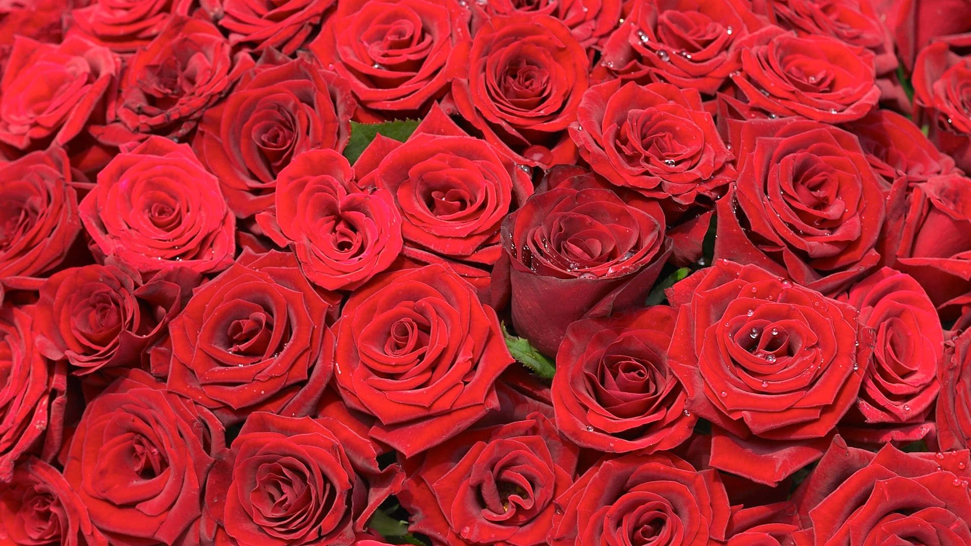 Brillante Farben, Schöne Blumen Hd Wallpaper - Bunch Of Red Rose Flower - HD Wallpaper 