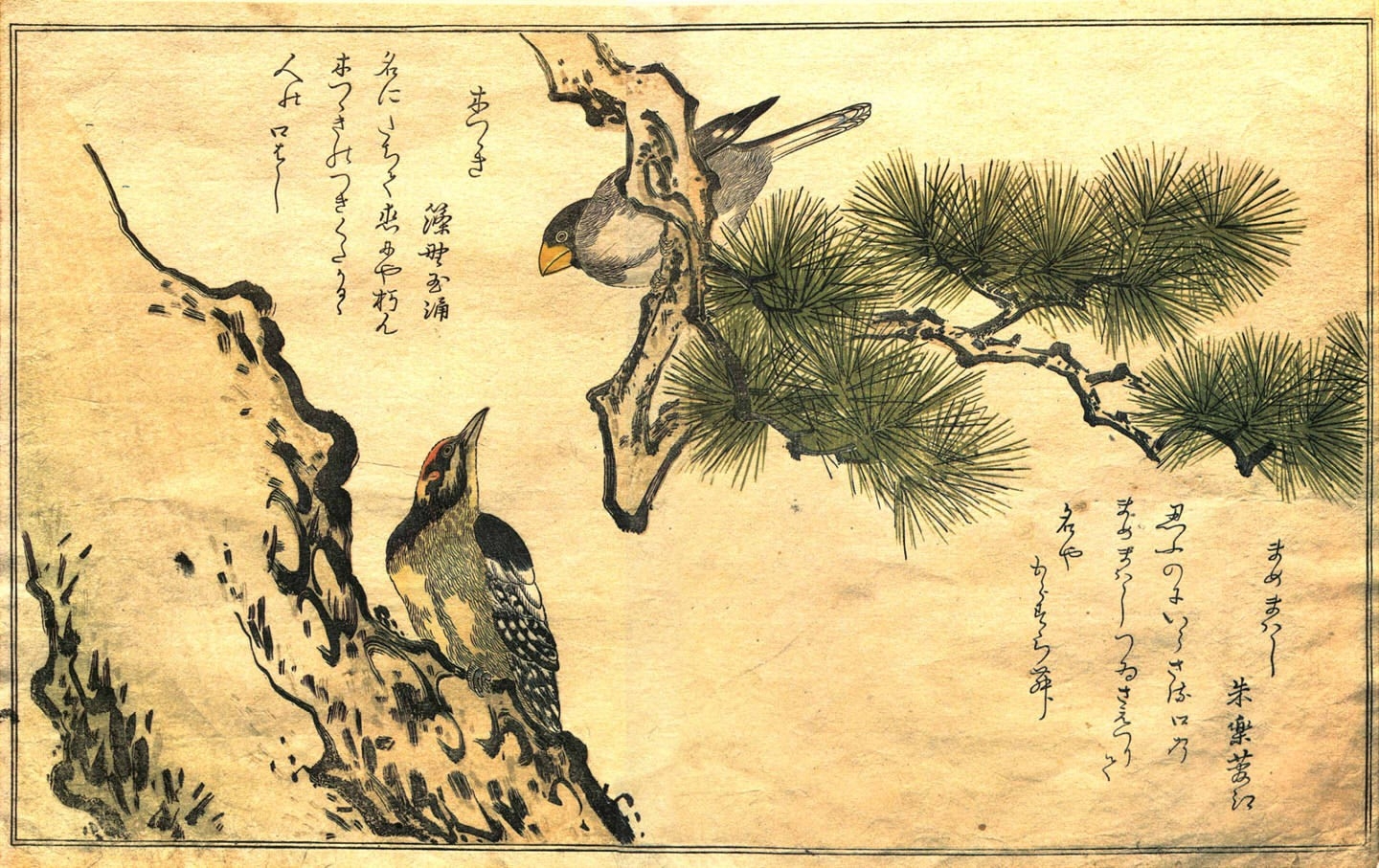 Myriad Birds In A Picture Book Of Comic Verse - HD Wallpaper 