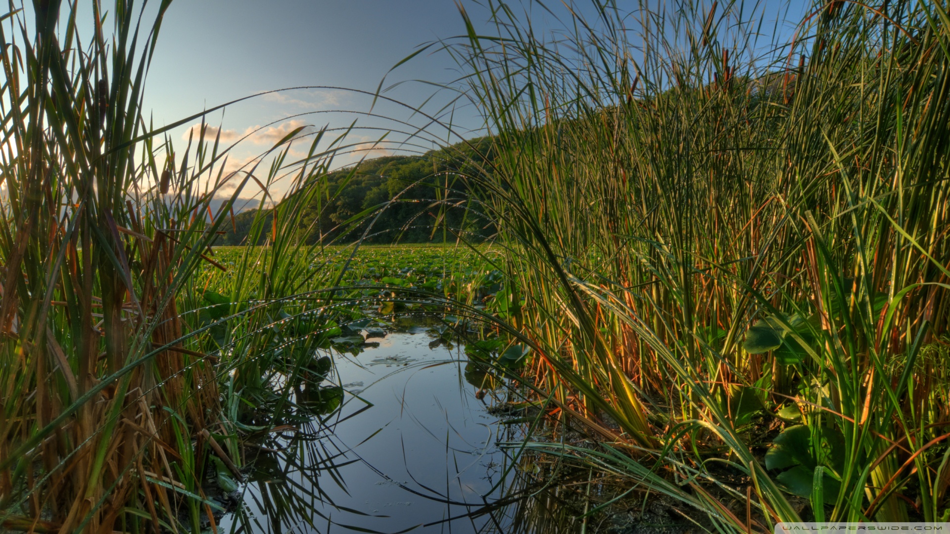 Jensen Lake At Lebanon Hills Regional Park Eagan Mn - 1440p - HD Wallpaper 