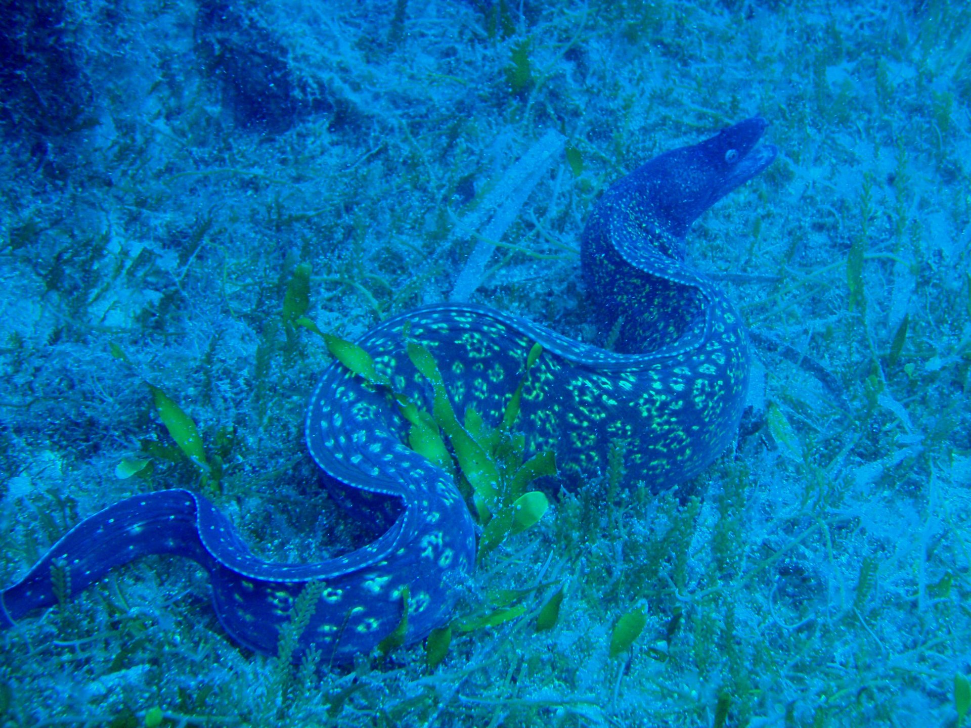 Underwater - HD Wallpaper 