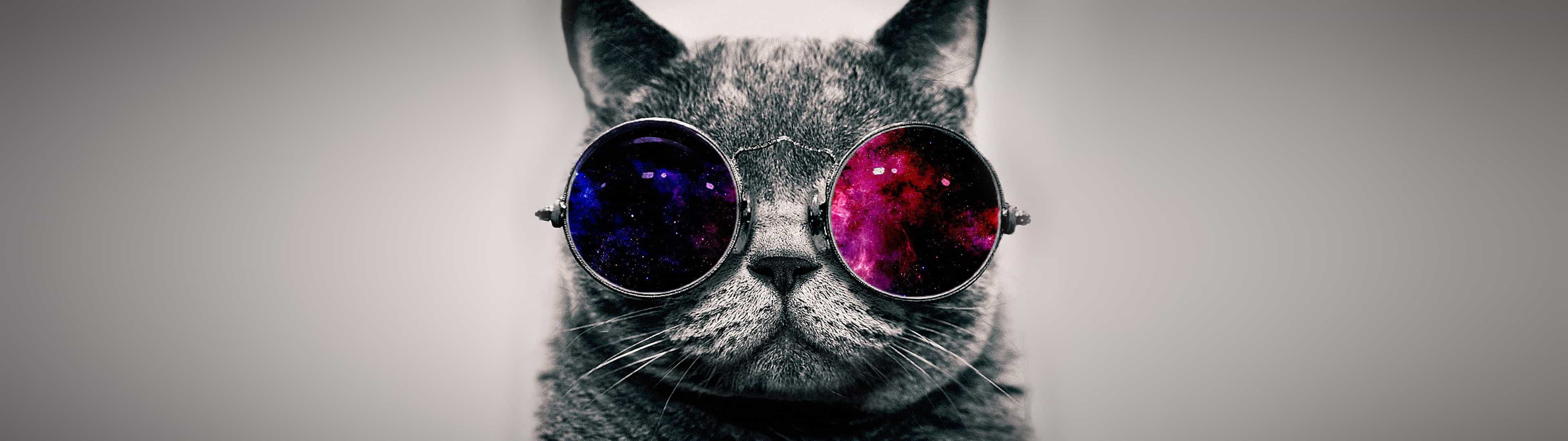 Cat With Sunglasses Dual Monitor Wallpaper - Dual Monitor Cat - HD Wallpaper 