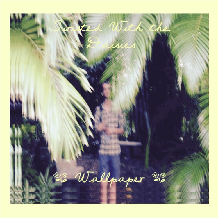 Attalea Speciosa - HD Wallpaper 