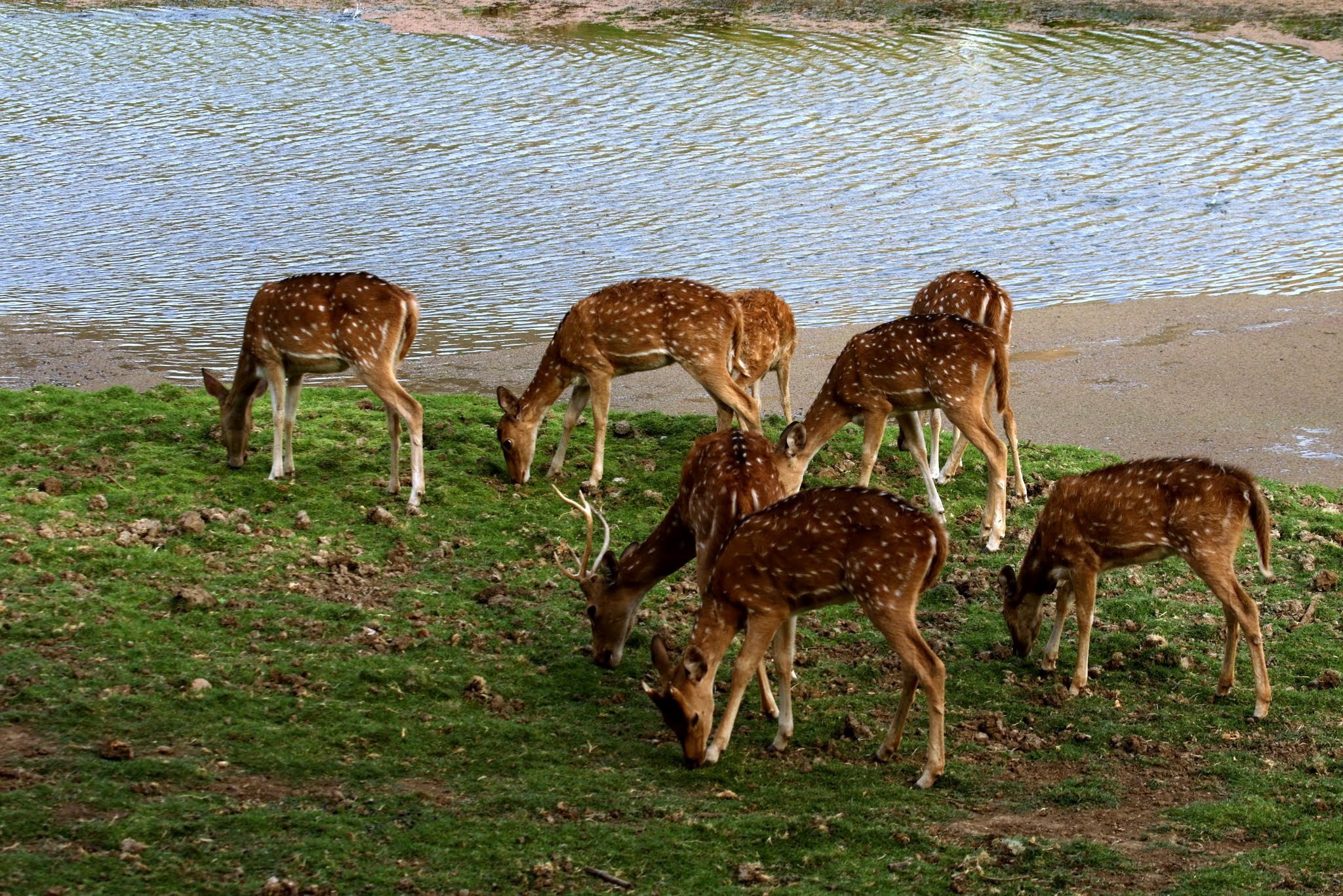 Spotted Dear Herd Ranthambhore National Park Hd Wallpaper - Dear Hd - HD Wallpaper 