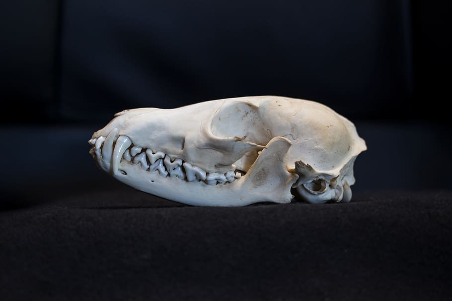 Animal Skull Photo, Fuchs, Fox Skull, Skull And Crossbones, - Лисий Череп -  910x607 Wallpaper 