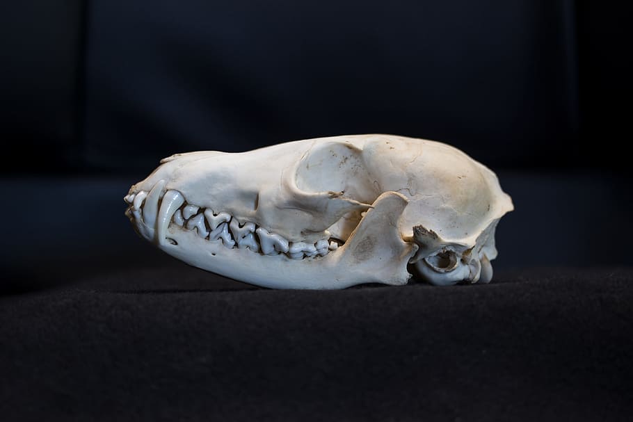 Animal Skull Photo, Fuchs, Fox Skull, Skull And Crossbones, - Лисий Череп - 910x607 Wallpaper Animal Skull Photo, Fuchs, Fox Skull, Skull And Crossbones, - Лисий Череп - 910x607 Wallpaper