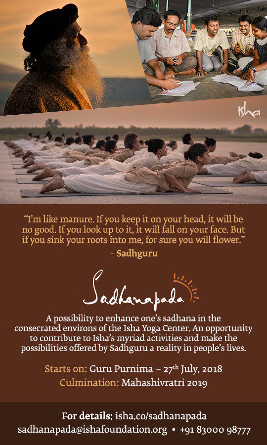 Steller Sea Lion - HD Wallpaper 