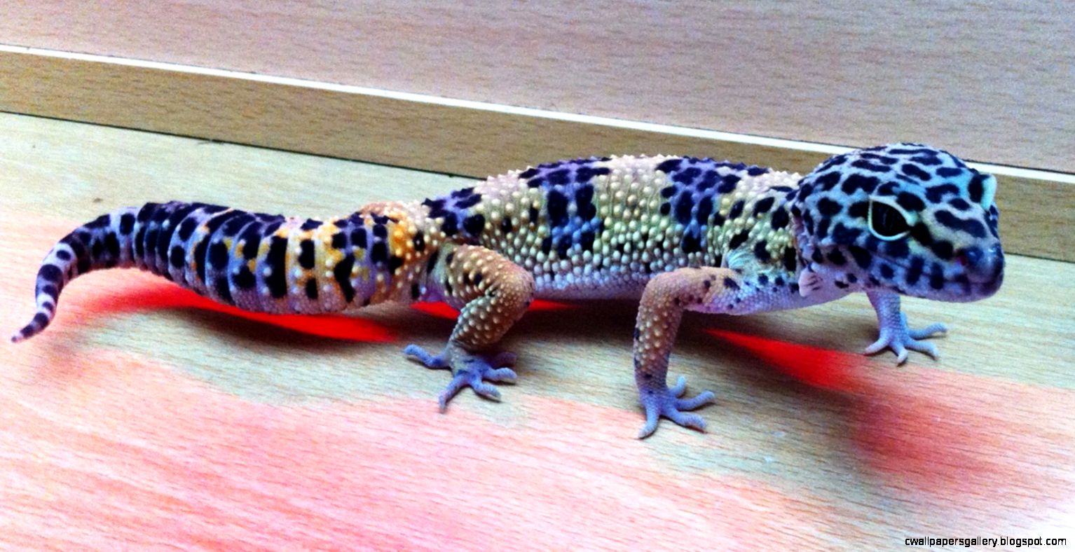 Crested Gecko Wallpaper - Rare Blue Leopard Gecko - HD Wallpaper 