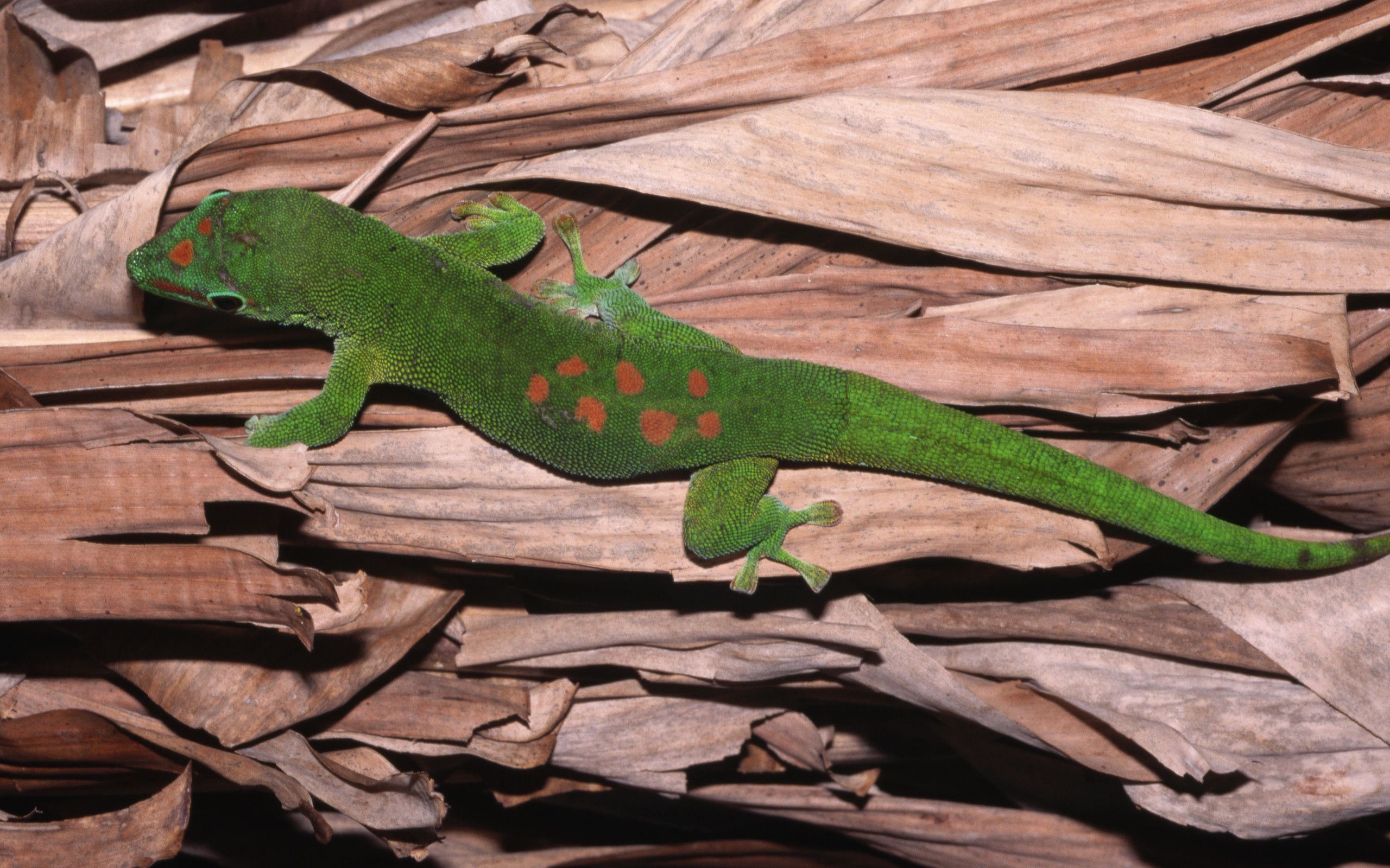 Carolina Anole - HD Wallpaper 
