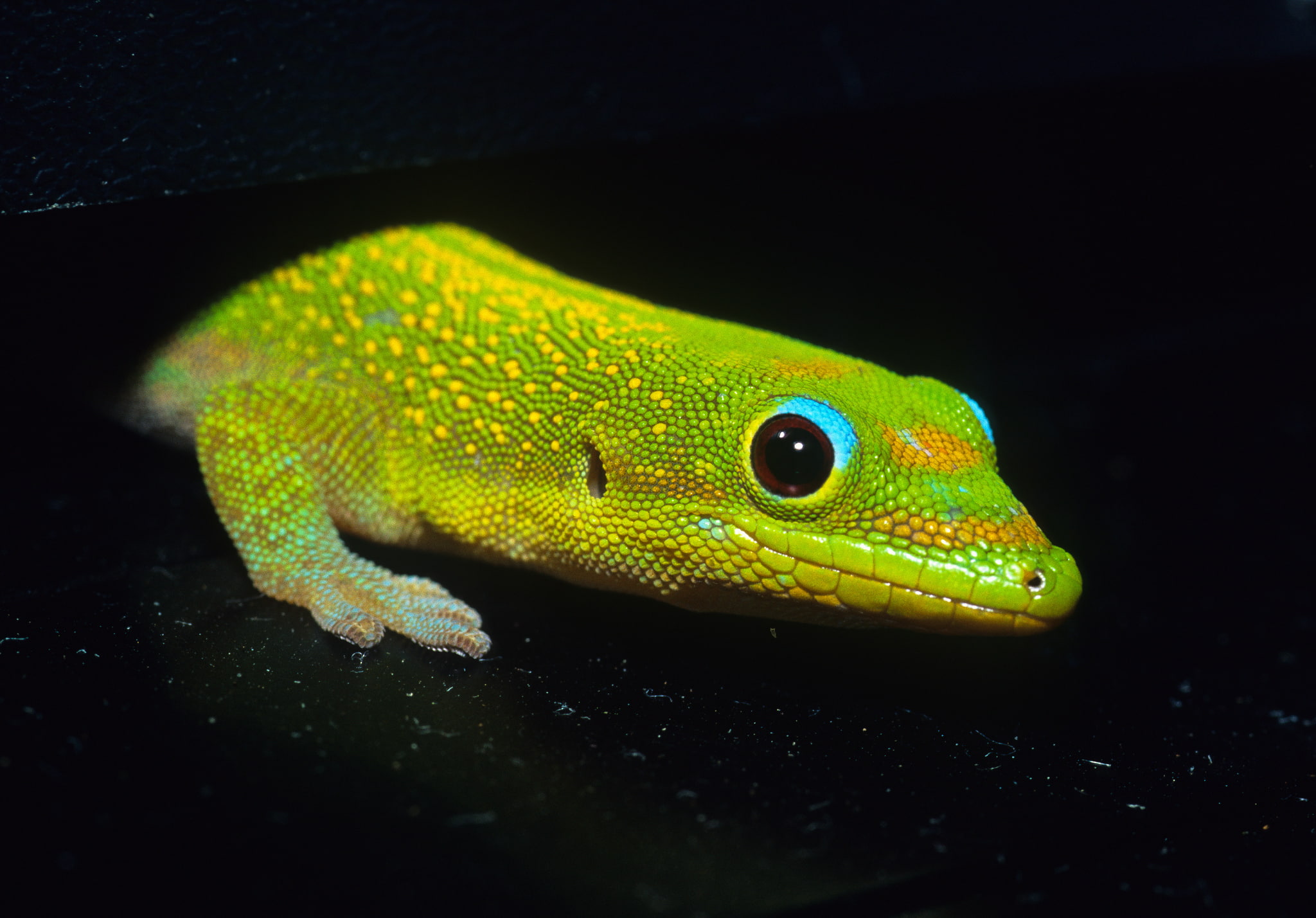 Lizard Black Background - HD Wallpaper 