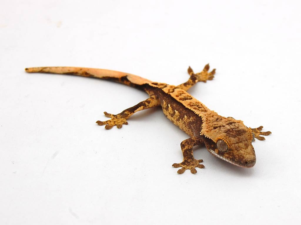 Free Gecko Wallpaper Wallpapers Download - Transparent Background Crested Gecko Png - HD Wallpaper 